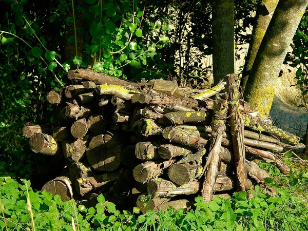 Piled Firewood Firewood Forest — Stock Photo, Image