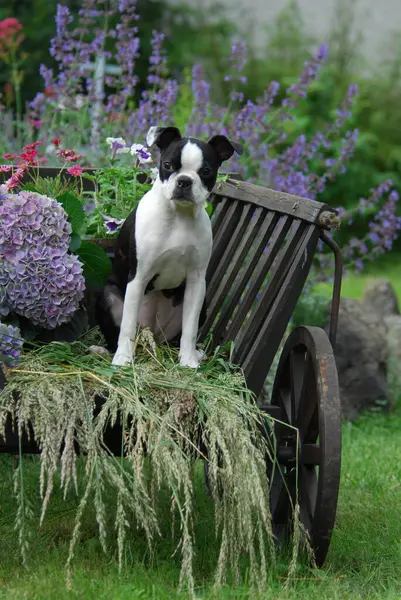 Young Boston Terrier, 5 months old, female, Black marked with white, sitting in an old handcart, American Dog Breed, FCI, Standard No. 140, young Boston Terrier, 5 months old, female, Black marked with white, sitting in an old handca