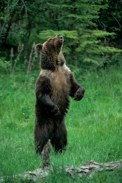 Αρκούδα Γκρίζλι Ursus Arctos Horribilis Γκρίσλι Γκρίσλι Αρσενική Υποείδος Καφέ — Φωτογραφία Αρχείου