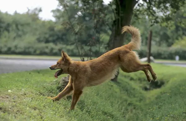 Harzer Fox 老德国牧羊犬 — 图库照片