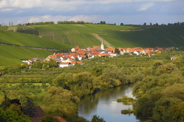 Bavyera Franconia Franconian Ülkesi Escherndorf Altmain Escherndorf Yakınlarındaki Üzüm Bağları — Stok fotoğraf