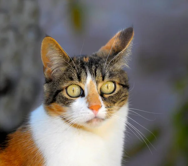 Bahçede Poz Veren Evcil Kedi — Stok fotoğraf
