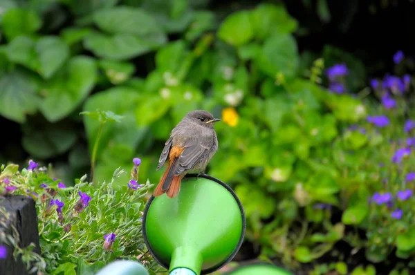 Joven Redstart Jardín Sentado Una Regadera —  Fotos de Stock
