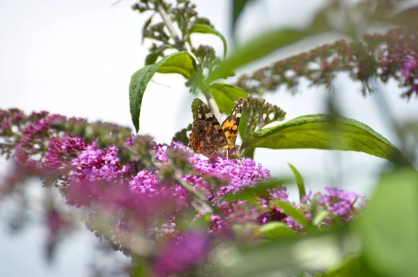 Thistle Butterfly Summer Lilac Bush — Stock Photo, Image