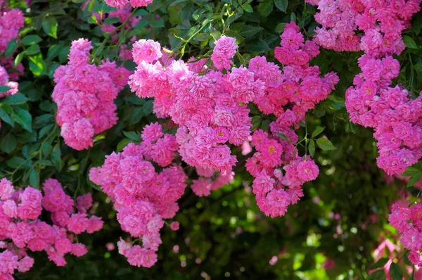 Beautiful Roses Flowering Garden — Stock Photo, Image