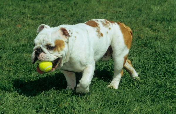 Inglês Bulldog Masculino Anos Jovem Bulldog Inglês Bulldog Fci Padrão — Fotografia de Stock