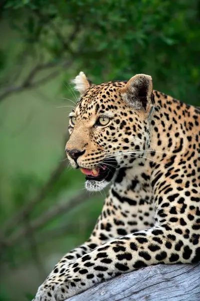 Leopard Panthera Pardus Park Narodowy Kruger Republika Południowej Afryki Sabisabi — Zdjęcie stockowe