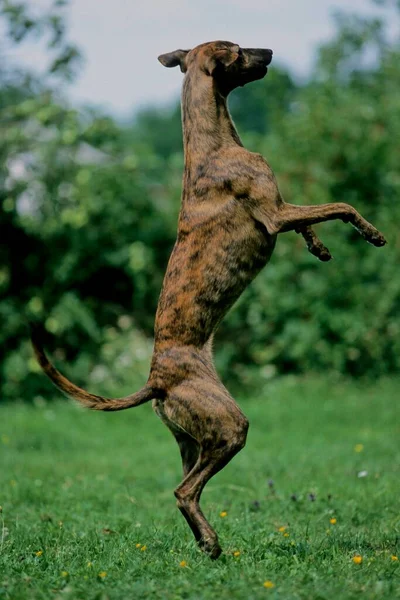 Whippet Bitch Mon Old British Dog Breed Fci Standard 162 — 스톡 사진