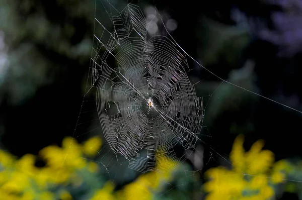 Cross spider in web, garden, european garden spider (Araneus diadematus)