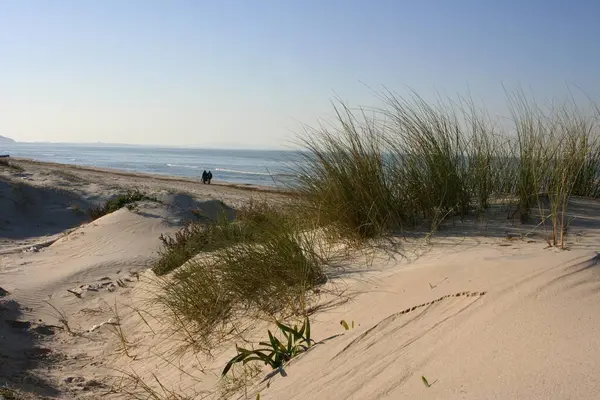 Pláž Vegetace Blízkosti Tunis Tunisko Afrika — Stock fotografie