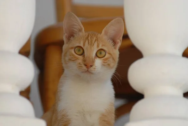 バルコニーからバラストレードを覗く若い家庭用子猫 — ストック写真
