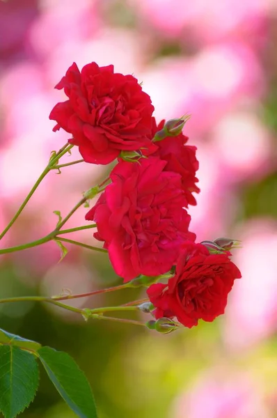 Kecantikan Memanjat Mawar Taman Tampilan Siang Hari — Stok Foto