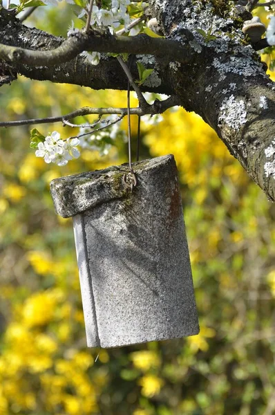 春天果树上的鸟巢盒 — 图库照片