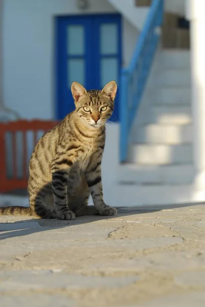 Domowy Kot Siedzi Wieczornym Świetle Greckiej Alejce — Zdjęcie stockowe
