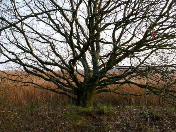 Roweiher Maulbronn Bare Tree Baden Wrttemberg Germany Europe — Stock Photo, Image