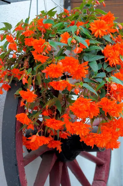 Hanging Begonias Begonia Flowering Wagon Wheel Begonias Begonias — Stock Photo, Image