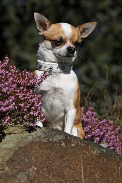 Shorthair Erkek Chihuahua Erica Herb Yanındaki Kayanın Üzerinde Oturuyor — Stok fotoğraf