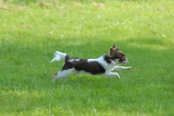 7ヶ月 長椅子 白のチョコレートタン 牧草地を横切って走るFciスタンダードノー 218 チワワ 長いコーティング 家庭犬を横切って走る カニスルプスファミリス — ストック写真