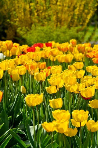 Smukke Tulipan Blomstre Sommerhaven - Stock-foto