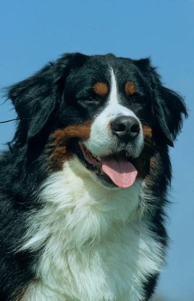Bernese Mountain Dog Klockan Fem Fci Standard — Stockfoto