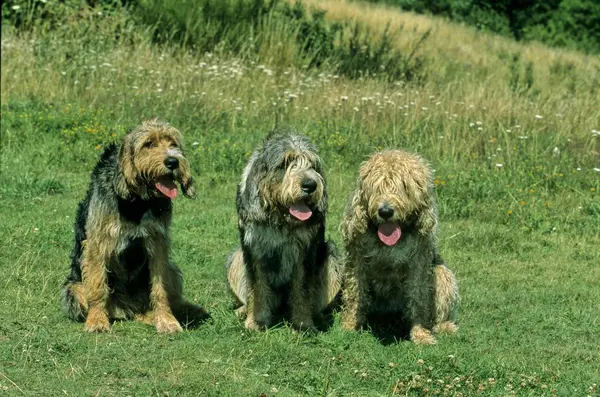Три Щенка Выдровая Собака Выдровая Собака Бегущие Собаки Потные Собаки — стоковое фото