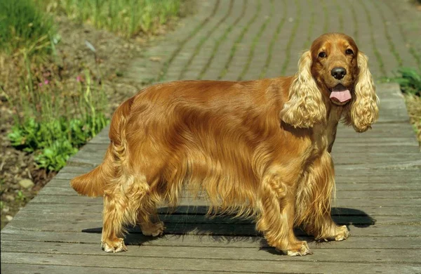 Γκρο Πλαν Άποψη Του Σκύλου Cocker Spaniel — Φωτογραφία Αρχείου