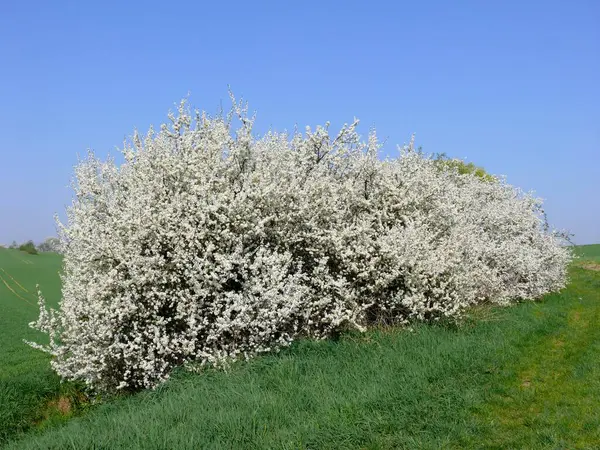 Блэкторн Prunus Spinosa Цветение Изгороди Блэкторн — стоковое фото