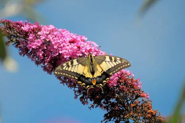 Butterfly Summer Lilac Bush Lilac Spear Swallowtail Papilio Machaon — Stock Photo, Image