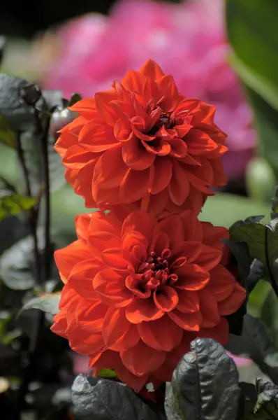 Dahlias Ornementales Rouges Fleurissant Dans Jardin — Photo