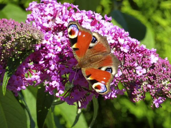 Butterfly Peacock Butterfly Butterfly Bush — Stock Photo, Image