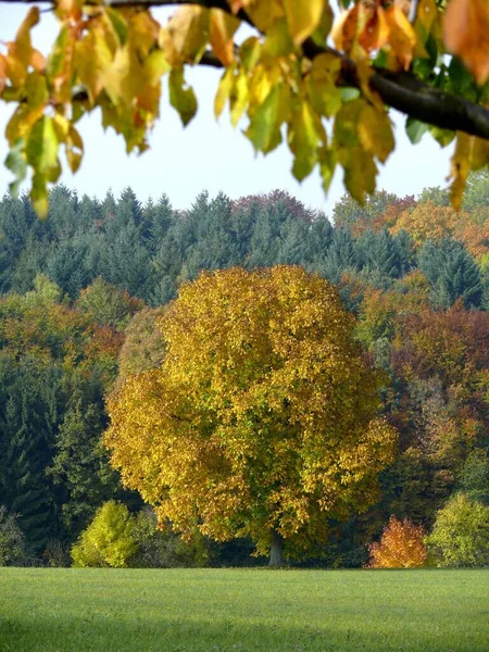 Kolorowe Jesienne Drzewa Łące Jesienny Krajobraz Tło Natury — Zdjęcie stockowe