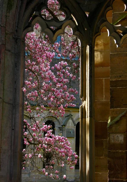 Květ Magnolie Klášteře Maulbronn Baden Wrttemberg Německo — Stock fotografie