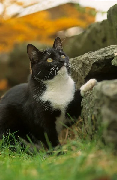 Молодий Домашній Кіт Чорно Білий — стокове фото