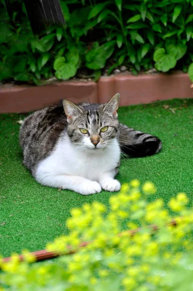 Домашняя Кошка Позирует Летнем Саду — стоковое фото