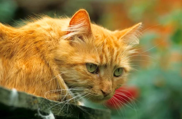 Czerwony Kot Czatach — Zdjęcie stockowe