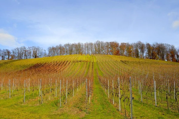 Kleurrijke Wijngaard Herfst Nabij Oberderdingen Kale Herfstbos — Stockfoto