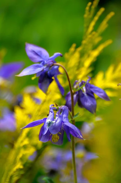 Синій Колумбійський Цвітіння Саду Європейська Колумбіна Aquilegia Vulgaris — стокове фото