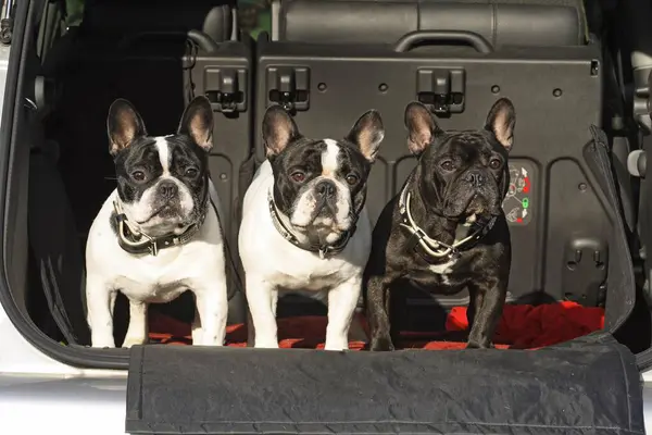 3 French Bulldogs, males, side by side on the loading area in the car (station wagon)