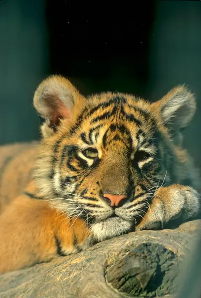 Jeune Tigre Sumatra Panthera Tigris Sumatrae — Photo