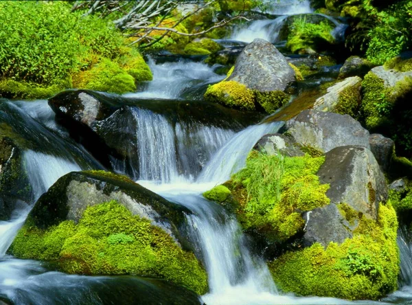 Paradies Fluss Mount Rainer Washington Usa — Stockfoto