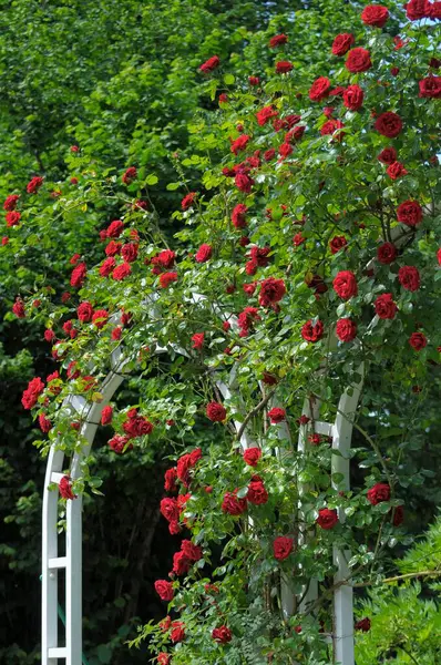 Floração Barroco Ludwigsburg Rosas Escalada Vermelhas Arco Rosa Jardim Rosas — Fotografia de Stock