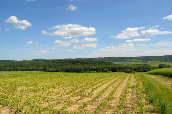 Wheat Field Daytime View — Stock Photo, Image