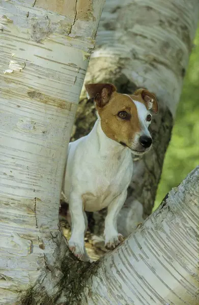 杰克罗素特瑞尔 小狗约 6周大 雄性爬上树干 — 图库照片