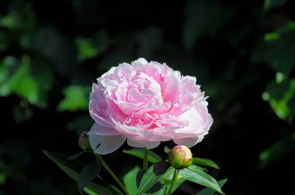 Пион Цветет Саду Paeonia Suffruticosa Розовый Цветок Кустарниковый Пион — стоковое фото
