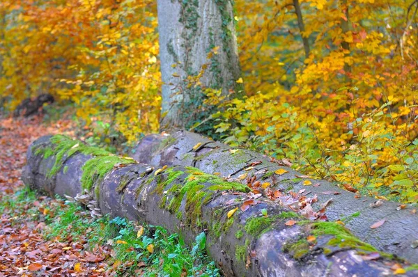 Bunte Tresse Herbst Schöner Herbstwald — Stockfoto