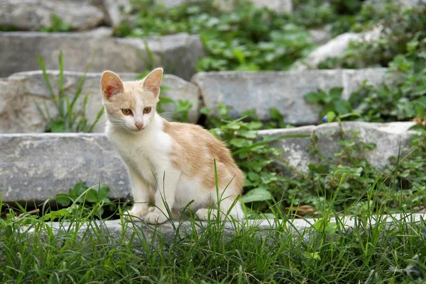 若い家庭用子猫 ホワイトとクリーム 岩のステップに座って ティノス島 キクラデス ギリシャ ホワイトとクリーム 岩のステップに座って キクラデス ギリシャ — ストック写真