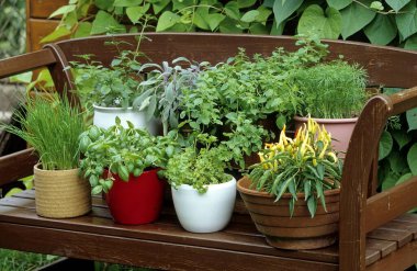 Garden bench with different herbs clipart