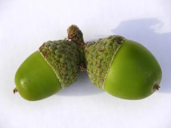 Дуб Quercus Семена Желудей — стоковое фото
