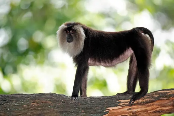 Mono Lindo Posando Zoológico Vista Cerca — Foto de Stock