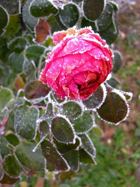 frost on the rose flower